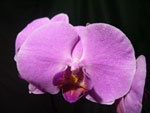 Phalaenopsis3 Orchids - Phalaenopsis